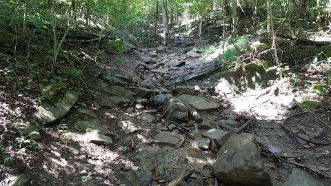 1988 Ford Bronco - A dry, rocky stream bed winds through a dense forest, dappled with sunlight.