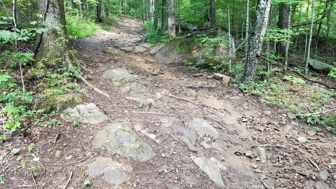 1988 Ford Bronco - A rocky trail winds through a dense forest with trees lining the path.