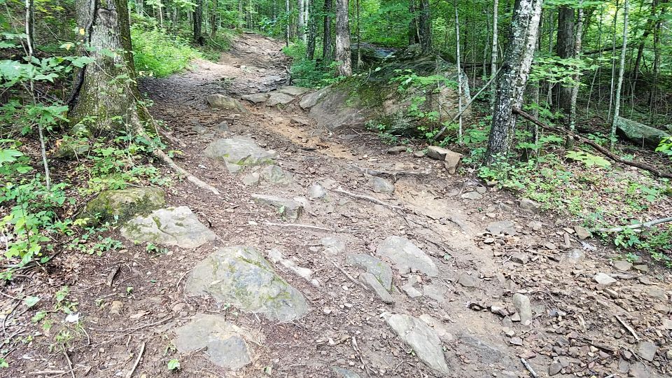 Rocky forest trail with trees and dirt