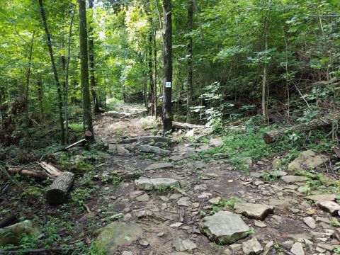 1988 Ford Bronco - A rough, rocky path winds through a lush, green forest with trees lining both sides.