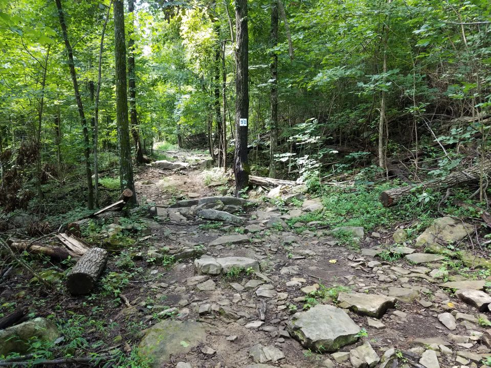 rocky trail through a dense forest with fallen logs and green foliage