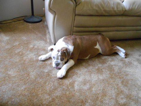 1992 Ford Bronco - English Bulldog resting on the carpet near a couch.