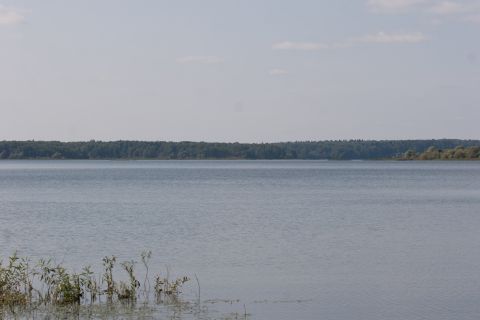 1993 Ford Bronco - A wide shot of a calm lake with a dense forest lining the distant shore under a hazy sky.