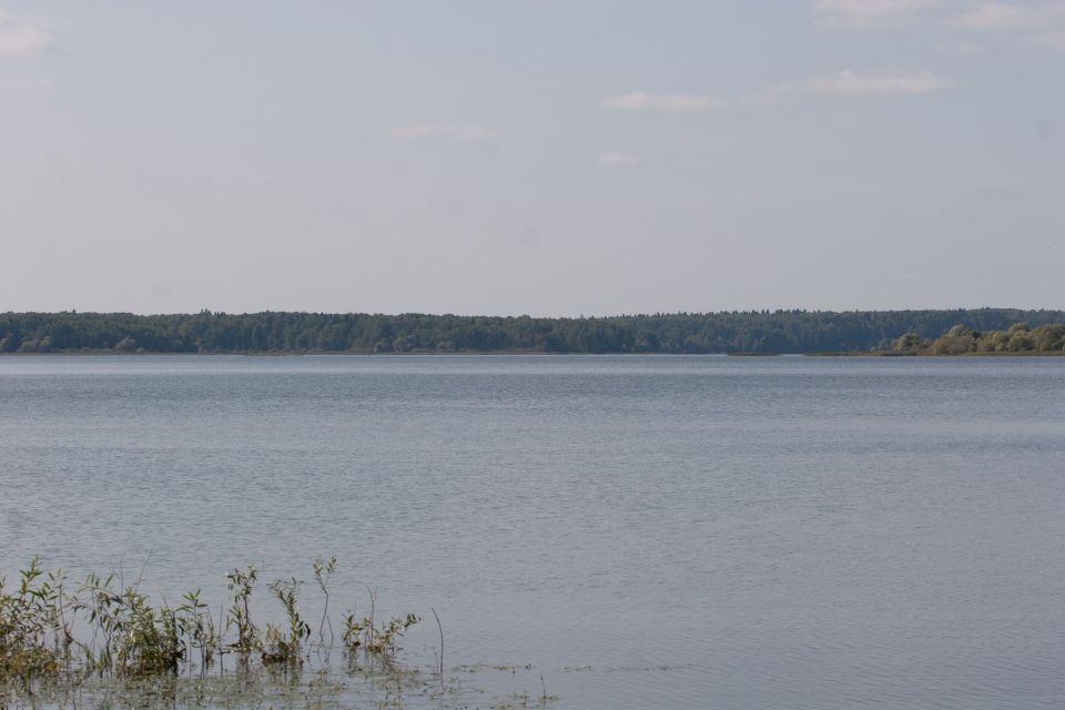 Calm lake with a forest on the horizon and plants in the foreground.