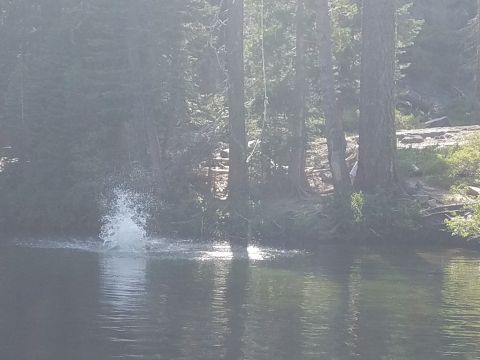 1968 Ford Bronco - A vehicle is partially submerged in foggy water, with trees visible in the background.