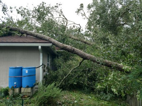 1992 Ford Bronco - Large tree branches have fallen onto the roof of a residential building, causing damage.