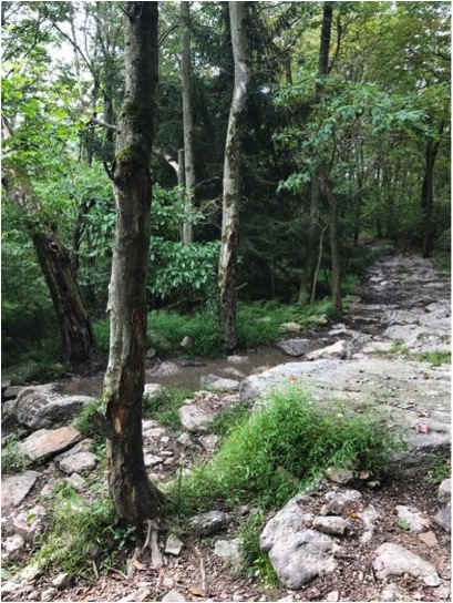 1989 Ford Bronco - A rocky path winds through a dense forest with trees and undergrowth.
