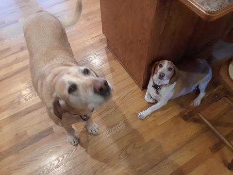 1994 Ford Bronco - Two dogs are inside a house on a wooden floor. One dog is standing and looking forward, the other is lying down.