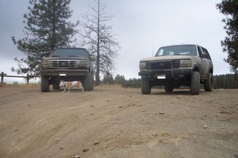 1995 Ford Bronco - Two 1995 Ford Broncos are parked on a dirt road, with a dog walking between them.