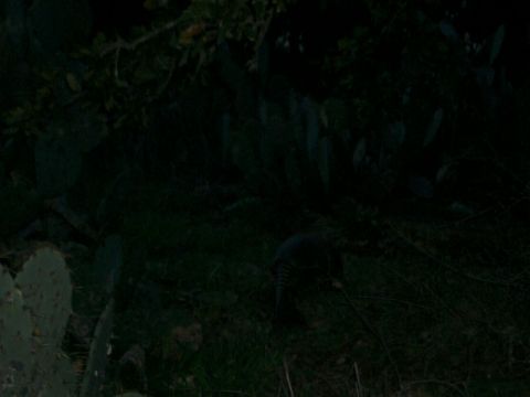 1994 Ford Bronco - An armadillo walks through a dark, grassy area at night, with prickly pear cacti visible.
