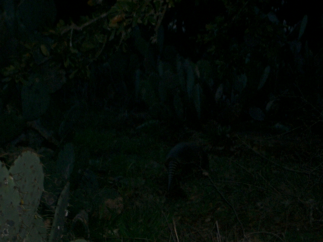 armadillo walking in dark grassy area with cacti