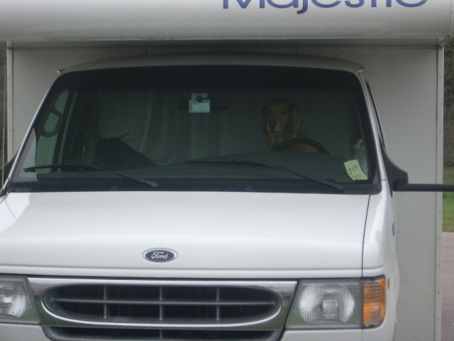 Front view of a white Ford van with a golden retriever sitting in the driver's seat, appearing to steer