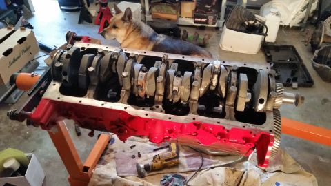 1981 Ford Bronco - A partially assembled V8 engine block with crankshaft and connecting rods installed sits on an orange engine stand. A German Shepherd dog r…