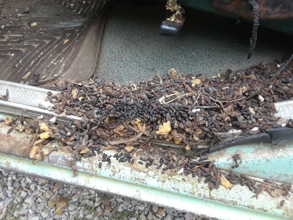 Rodent droppings and nesting material covering the interior floor and door sill of a vehicle.