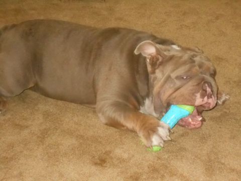 1992 Ford Bronco - A brown bulldog lies on a brown carpet, chewing on a blue and green toy.