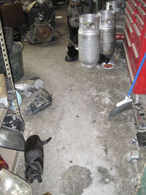 1989 Ford Bronco - Cats wander through a messy garage filled with car parts, propane tanks, and tools.