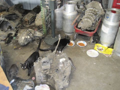 1989 Ford Bronco - Cats gather around food bowls amidst a collection of transmission parts and industrial equipment in a garage setting.
