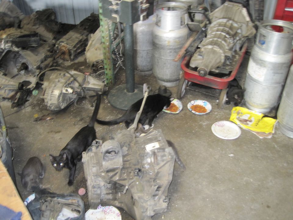 Several transmission parts and cats eating from plates in a cluttered garage