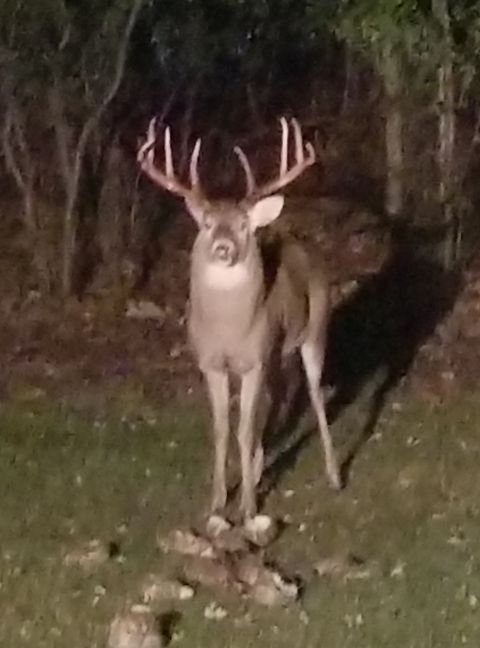 1995 Ford Bronco - A buck deer with large antlers stands in a wooded area at night. The image includes a Supermotors.net watermark.