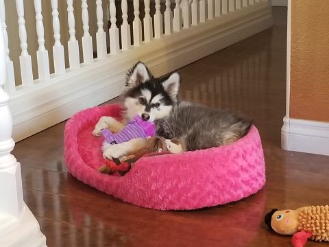 1967 Ford Bronco - Puppy plays with toys in its bed.