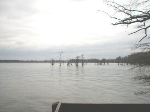 1989 Ford Crown Victoria - Overcast sky above a lake with cypress trees emerging from the water.