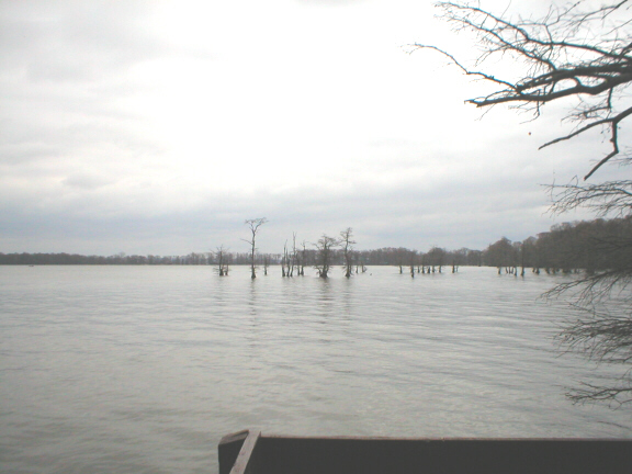 Overcast sky over a lake with cypress trees in the water and along the distant shore