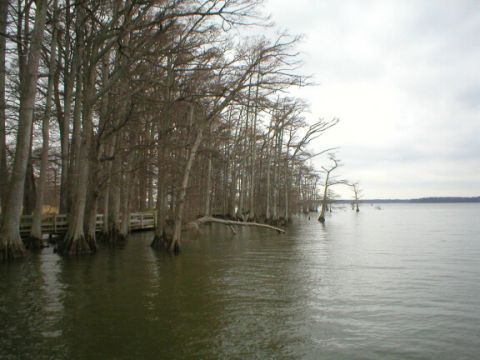 1989 Ford Crown Victoria - Cypress trees stand in the water near a wooden boardwalk under a cloudy sky.