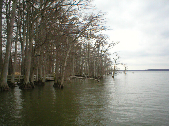 Bare cypress trees along a calm gray lake under an overcast sky