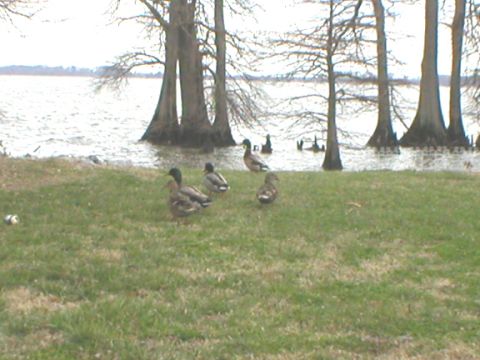 1989 Ford Crown Victoria - Several ducks are gathered on a grassy area next to a body of water with cypress trees.