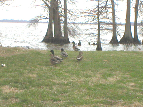 Four mallard ducks on a grassy lakeshore with bare cypress trees in the water