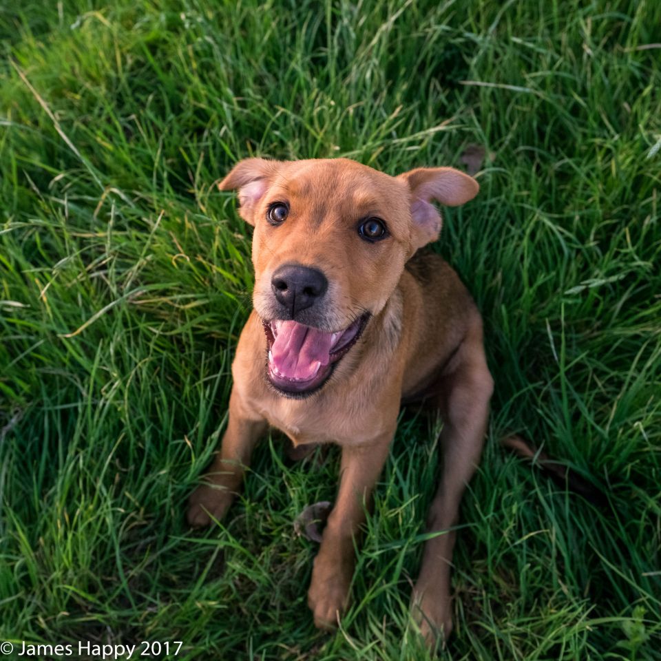 Brown dog with mouth open, sitting in grass