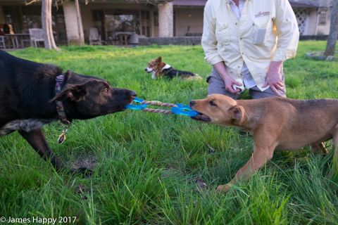 1989 Ford Bronco - Dogs playing tug-of-war in a grassy yard with a house in the background.