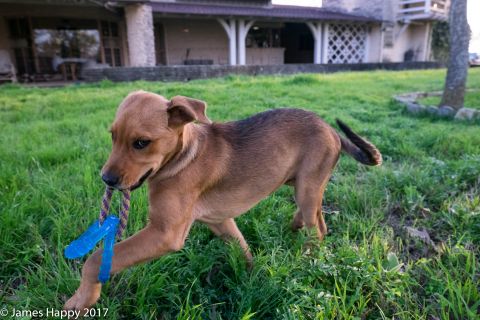 1989 Ford Bronco - A young dog plays with a rope toy in a grassy yard with a house in the background.