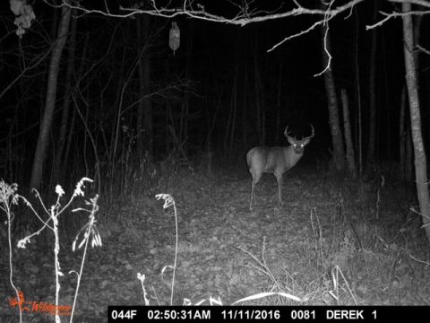 1978 Ford Bronco - A deer captured by a trail camera in a wooded area at night, showing the date and time of the sighting.