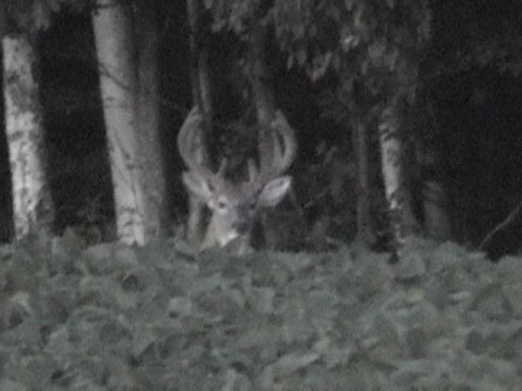 1978 Ford Bronco - A buck with impressive antlers is partially hidden by foliage and trees in a dimly lit forest.