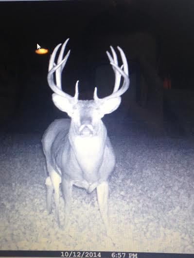 1978 Ford Bronco - A deer captured by a trail camera on October 12, 2014.