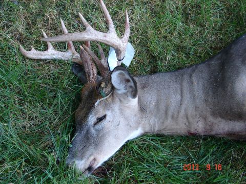 1978 Ford Bronco - A large buck deer with impressive antlers rests in the grass, with a watermark indicating the photo was taken in 2013.
