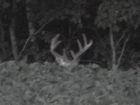 1978 Ford Bronco - Deer antlers emerge from the undergrowth in this nighttime wildlife photograph.