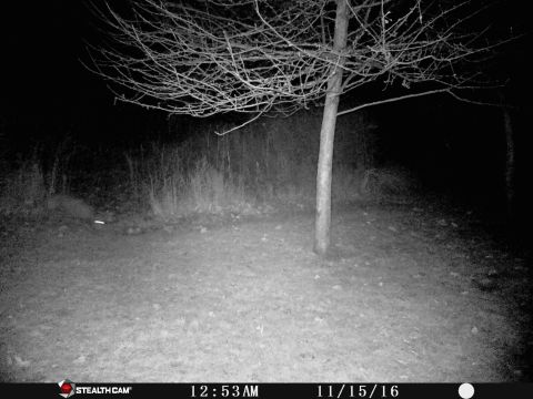 1978 Ford Bronco - A nighttime photo captured by a trail camera shows a tree in a field with grass and brush.