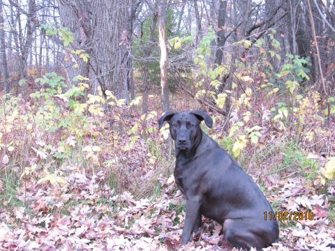 1978 Ford Bronco - A black dog is pictured sitting in a wooded area during autumn.