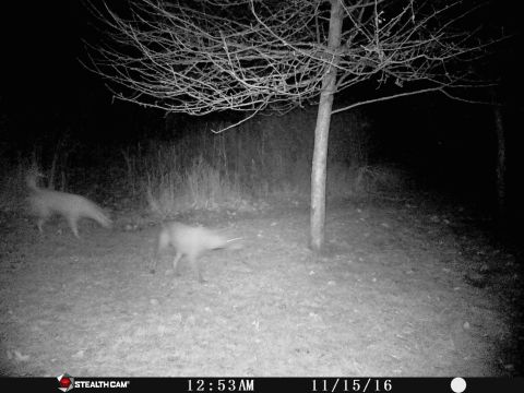 1978 Ford Bronco - A trail camera captured two deer moving through a wooded area at night, with a tree in the foreground.