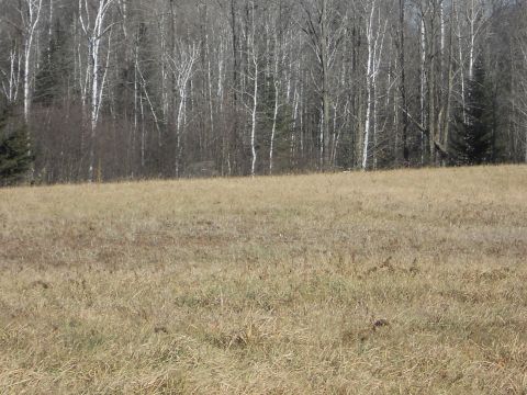 1978 Ford Bronco - A wide shot of a field with dry grass and a line of birch trees in the background, a SuperMotors logo in the lower right corner.