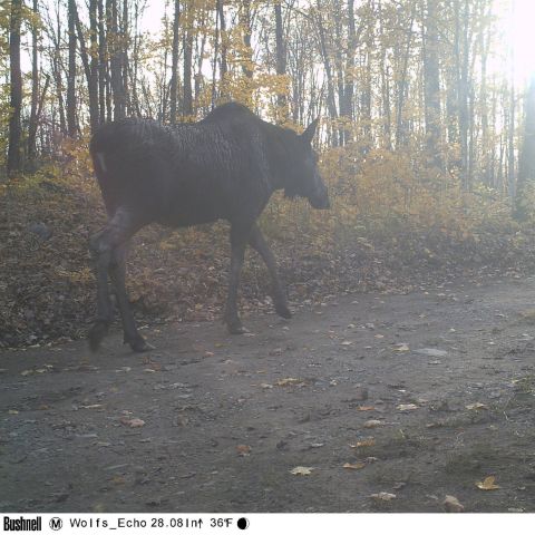 1978 Ford Bronco - A moose walks through a wooded area during autumn, captured by a trail camera.