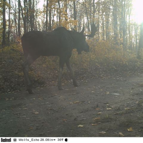 1978 Ford Bronco - A large moose walks down a wooded path, captured by a trail camera in autumn.