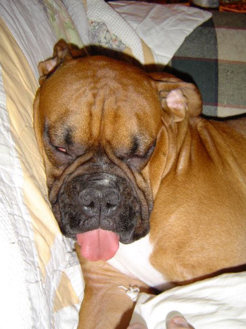 1989 Ford Bronco - Sleepy boxer pic