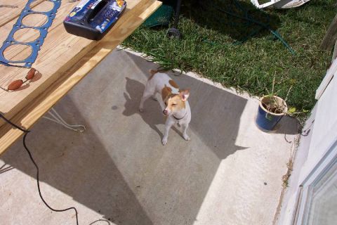 1992 Ford Bronco - Our rat terrier, Hank. She's a girl. I named her.