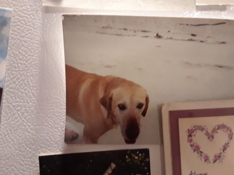 1994 Ford Bronco - A yellow lab stands in a snowy landscape, looking down.