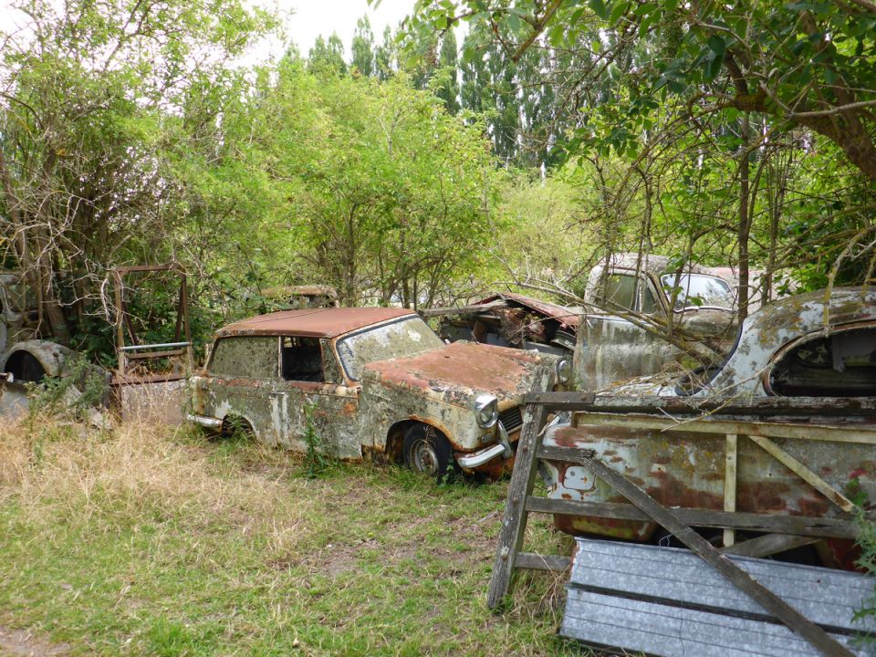 Several rusty, overgrown vintage cars in a grassy, wooded area.