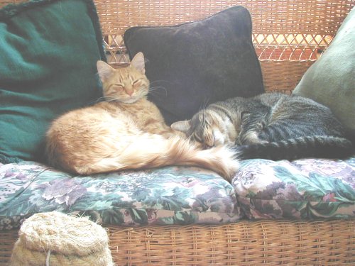 Orange cat and tabby cat sleeping on a floral couch with pillows