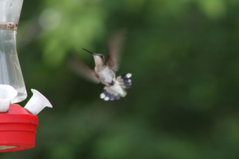 2004 Land Rover Land Rover - A hummingbird hen buzzing in for a sip